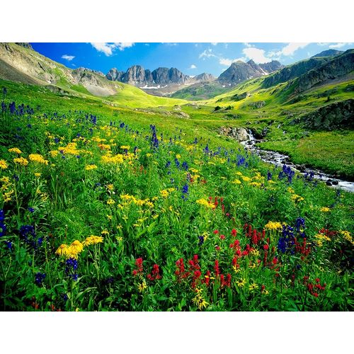 Spring is graced with American Basin wildflowers in the Colorado Rocky Mountains